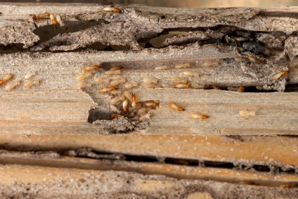 Best Pest Prevention Services  in Eutaw, AL